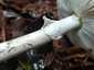 Gyilkos galóca (Amanita phalloides), Pilis